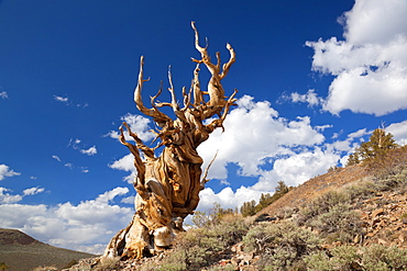 A twisted very old Bristlecone Pine (Pinus longaeva), on sage brush covered slopes of dolomite limestone, in the Ancient Bristlecone Pine Forest Park, Inyo National Forest, Bishop, California, United States of America, North America