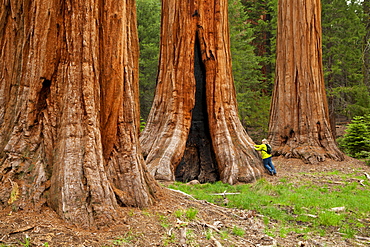 Tourist admiring the Giant Sequoia trees (Sequoiadendron giganteum), on the Big Trees trail, Round Meadow, Sequoia National Park, Sierra Nevada, California, United States of America, North America