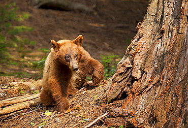 Small American black bear (Ursus americanus) with cinnamon or blond colouring, digging tree bark for insects, Crescent Meadow trail, Sequoia National Park, Sierra Nevada, California, United States of America, North America