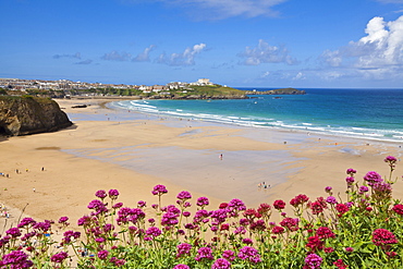 Newquay Beach with valerian in foreground, Cornwall, England, United Kingdom, Europe