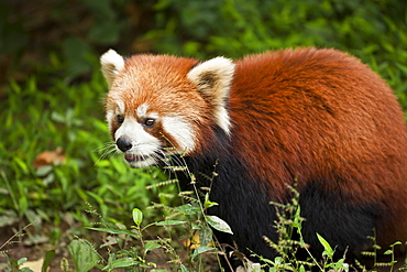 Red Panda (Ailurus fulgens), Panda Breeding and Research Centre, Chengdu, Sichuan province, China, Asia