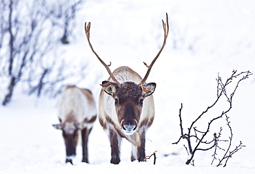 Young reindeer (Rangifer tarandus) grazing, Kvaloya Island, Troms, North Norway, Scandinavia, Europe