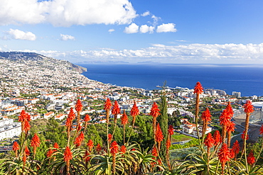 View over Funchal, capital city of Madeira, city and harbour with red Kranz aloe flowers (Aloe arborescens), Madeira, Portugal, Atlantic, Europe