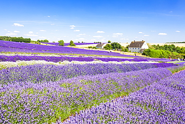 Rows of lavender in a lavender field at Cotswold Lavender, Snowshill, Broadway, the Cotswolds, Gloucestershire, England, United Kingdom, Europe