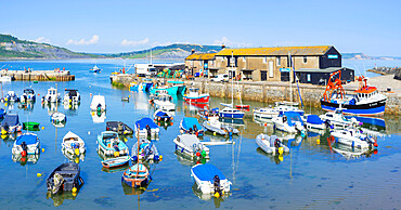 Fishing boats and yachts in the Jurassic Coast harbour at Lyme Regis, Dorset, England, United Kingdom, Europe