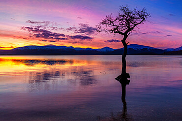 Sunset, lone tree in Milarrochy Bay, Loch Lomond and the Trossachs National Park, Balmaha, Stirling, Scotland, United Kingdom, Europe