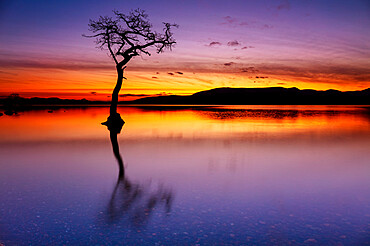 Sunset, lone tree in Milarrochy Bay, Loch Lomond and the Trossachs National Park, Balmaha, Stirling, Scotland, United Kingdom, Europe