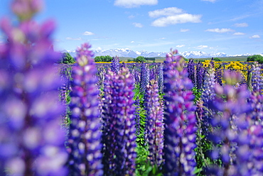 Wild lupins in the Mt Cook National Park, Canterbury, South Island, New Zealand