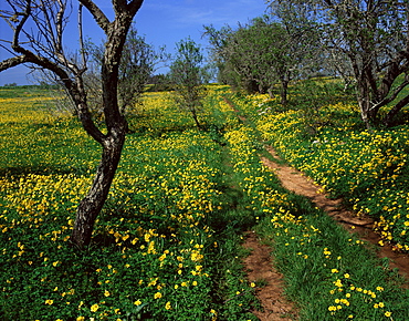 Spring flowers, Sao Jao, Baroa, Algarve, Portugal, Europe