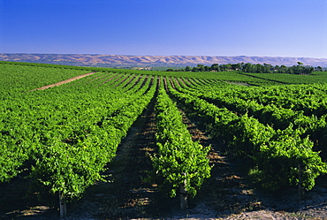 McLaren Vale-Oliverhill Wines vineyards, South Australia, Australia