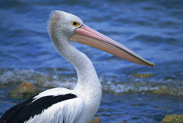 Close-up of the head of an Australian pelican, Kingscote, Kangaroo Island, South Australia, Australia, Pacific