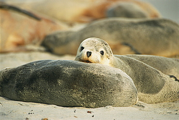 Close-up of an Australian sea lion, Seal Bay Conservation Park, Kangaroo Island, South Australia, Australia, Pacific