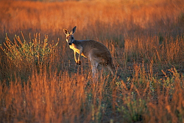 Close-up of a grey kangaroo (Macropus fuliginosus melanops), Flinders Range, South Australia, Australia, Pacific