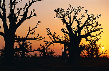 Bandia Forest, Senegal, Africa