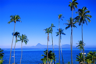 Palm trees and island, Tahiti, Society Islands, French Polynesia, South Pacific Islands, Pacific