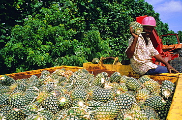 Harvested pineapples, Guadeloupe, French Antilles, Caribbean, West Indies