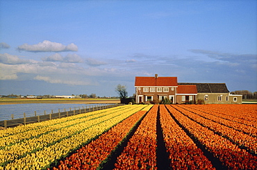 Tulip fields, Netherlands, Europe