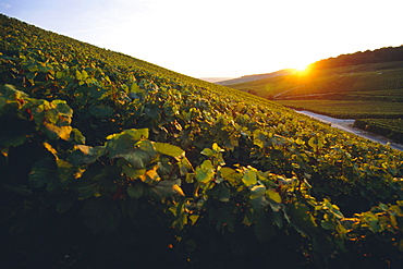 Vineyards, Champagne, France