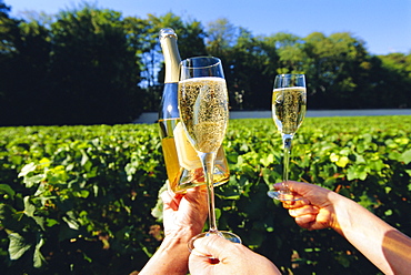 Vineyards, Champagne, France