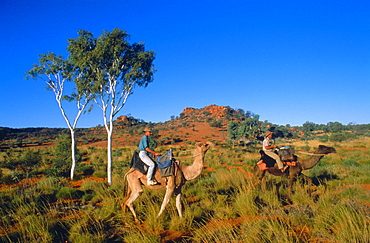 Camel riders, Alice Springs, Northern Territories, Australia