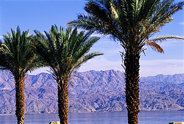 Palm trees and Red Sea, Eilat, Israel, Middle East