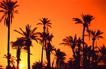 Palm grove silhouetted at dusk, Marrakesh