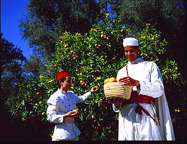 Men orange picking for the tourists at La Mamounia Hotel, Marrakesh