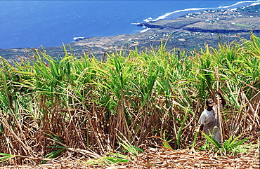 Sugar cane plantation, StGilles, Reunion Island, Africa