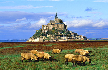 Mont StMichel and sheep, La Manche region