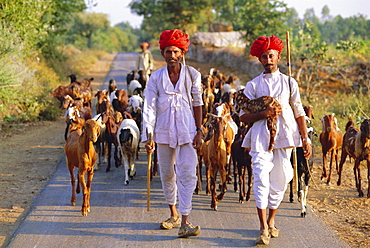 Goatherds, Bijaipur, Rajasthan, India, Asia