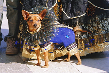 Small dog in carnival costume, Venice Carnival, Venice, Veneto, Italy