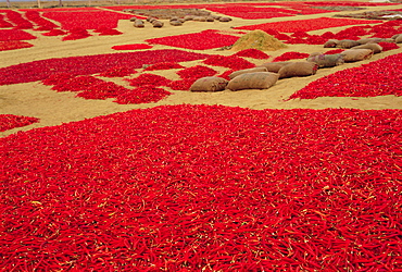 Picked red chilli peppers laid out to dry, Rajasthan, India