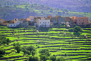 Terraced landscape, Taroudant, Morocco, North Africa