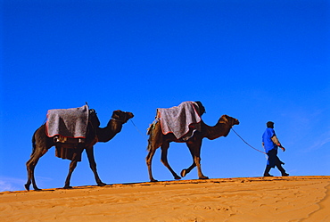 Camel train through desert, Morocco, North Africa