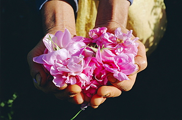 Cultivated roses, grown in the Dades Valley region, High Atlas, Morocco, North Africa