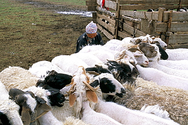 Sheep, Ovorkanghai province, Mongolia, Central Asia, Asia