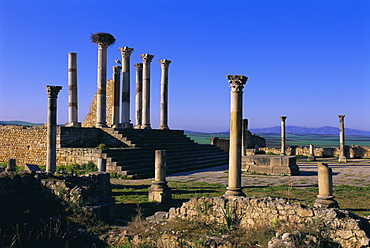 Roman archaeological site, Volubilis, Meknes Region, Morocco, North Africa, Africa