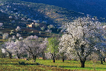 Almond trees in bloom, Haut Atlas (High Atlas), Morocco, North Africa, Africa