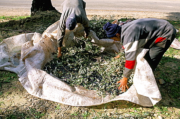 Harvesting olives, Middle Atlas, Morocco, North Africa, Africa