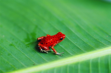 Close-up of a red frog, Boca del Toro, Panama, Central America