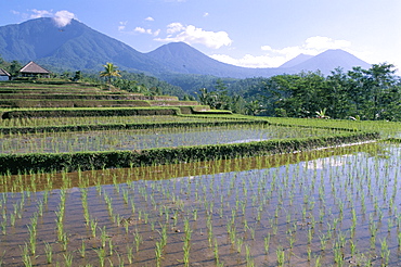 Rice paddy fields in centre of the island, Bali, Indonesia, Southeast Asia, Asia