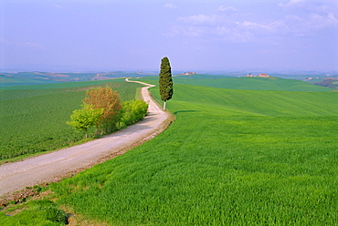 Narrow road through countryside near Siena, Tuscany, Italy 