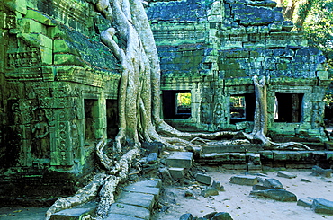 Ta Prohm Temple, Angkor, Cambodia, Asia