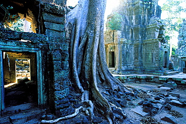 Ta Prohm Temple, Angkor, Cambodia, Asia