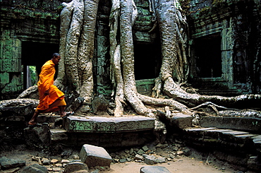 Ta Prohm Temple, Angkor, Cambodia, Asia