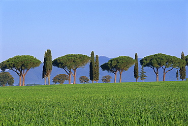 Landscape of green field, parasol pines and cypress trees, Province of Grosseto, Tuscany, Italy, Europe