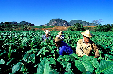 Collecting tobacco, Valle de Vinales (Valley of Vinales), Region of Pinar del Rio, Cuba, Central America