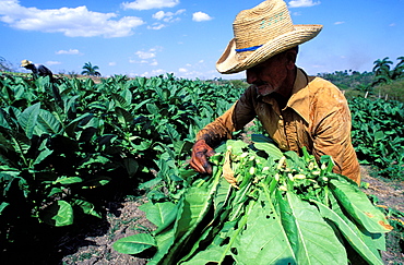 Collecting tobacco,Valle de Vinales (Valley of Vinales), Region of Pinar del Rio, Cuba, Central America