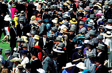 Horse race, Royal Ascot, Ascot, England, UK, Europe