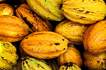 Cacao (cocoa), Basse Terre, Guadeloupe, Caribbean, Central America